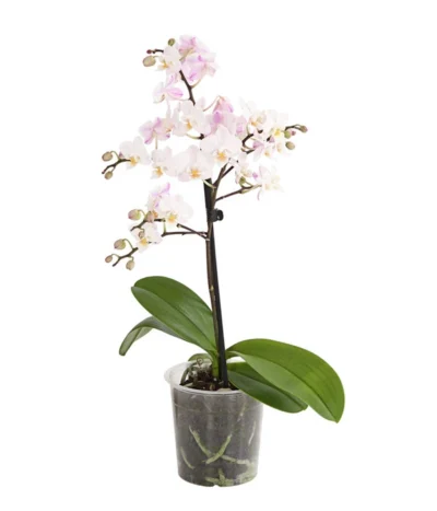 Duft-Orchidee - Phalaenopsis-Hybride 'Flacon Solaire' -Haus Pflanzen Welt 8257909 we FS 002 SchmetterlingsorchideePhalaenopsisDuftT12DehnerExpressHerzig