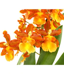 Cambria-Orchidee - Cambria-Hybride 'Catatanthe' 5 Cambria-Orchidee - Cambria-Hybride 'Catatanthe' -Haus Pflanzen Welt 8258451 PR DE 001 CambriaCatatanthe1TrieberT12DehnerExpressHerzig
