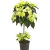 Weihnachtsstern - Euphorbia Pulcherrima, Stämmchen 2 Weihnachtsstern - Euphorbia Pulcherrima, Stämmchen -Haus Pflanzen Welt 8258899 we FS 001 PoinsettienStammWeissWeihnachtsstern