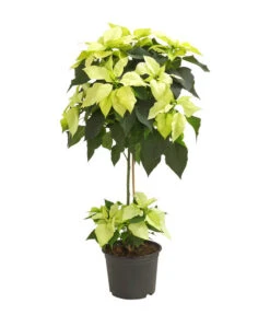 Weihnachtsstern - Euphorbia Pulcherrima, Stämmchen