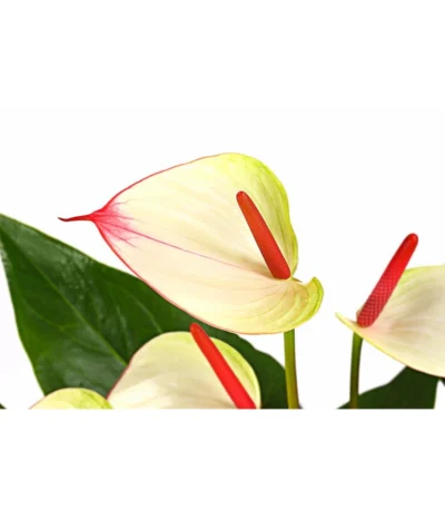 Flamingoblume - Anthurium-Hybride 'Special Love' 5 Flamingoblume - Anthurium-Hybride 'Special Love' -Haus Pflanzen Welt 8259152 PR DE 001 AnthuriumSpecialLoveT21DehnerExpressHerzig
