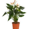 Flamingoblume - Anthurium-Hybride 'Special Love' 1 Flamingoblume - Anthurium-Hybride 'Special Love' -Haus Pflanzen Welt 8259152 PR FS 001 AnthuriumSpecialLoveT21DehnerExpressHerzig