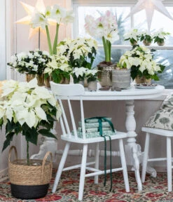 Weihnachtsstern - Euphorbia Pulcherrima, Stämmchen 8 Weihnachtsstern - Euphorbia Pulcherrima, Stämmchen -Haus Pflanzen Welt 8260267 WE MO 001 WeihnachtsblueherEuphorbiaPulcherrima