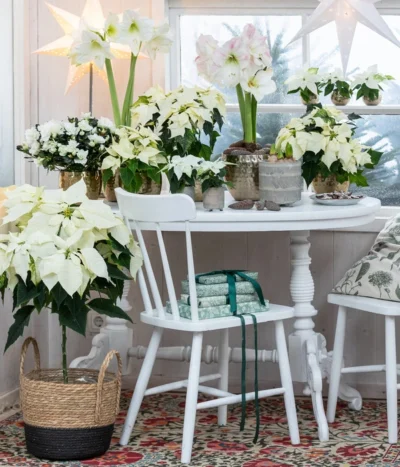 Weihnachtsstern - Euphorbia Pulcherrima, Stämmchen -Haus Pflanzen Welt 8260267 WE MO 001 WeihnachtsblueherEuphorbiaPulcherrima