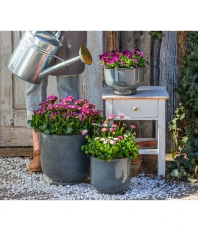 Gänseblümchen 'Erdbeersahne', Gefüllt -Haus Pflanzen Welt 8261331 8809857 WE MO 001 PrimelVictorianaGaensebluemchenErdbeersahne 1