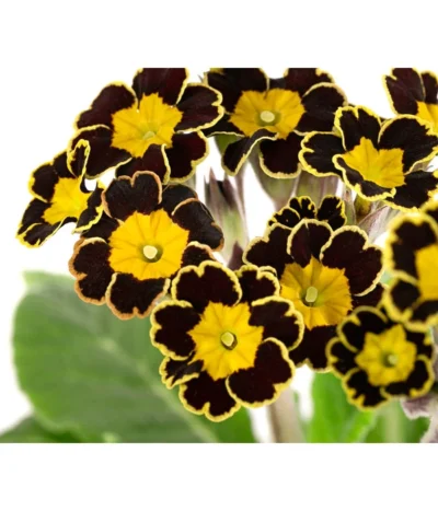 Primel 'Victoriana', Verschiedene Farben -Haus Pflanzen Welt 8261331 WE DE 001 PrimulaVictoriana T10 schwarz