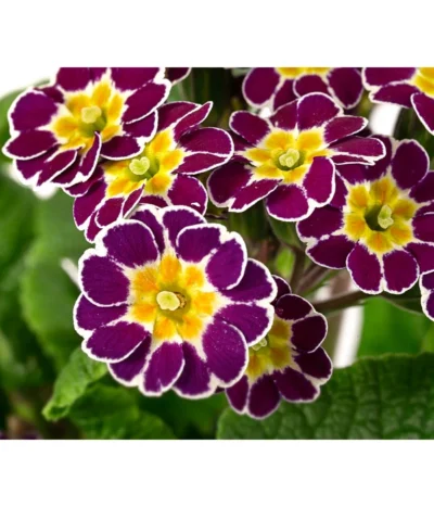 Primel 'Victoriana', Verschiedene Farben -Haus Pflanzen Welt 8261331 WE DE 001 PrimulaVictoriana T10 violett