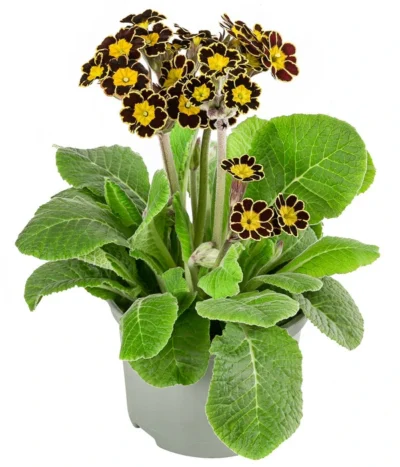 Primel 'Victoriana', Verschiedene Farben -Haus Pflanzen Welt 8261331 WE FS 001 PrimulaVictoriana T10 schwarz
