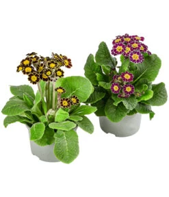 Primel 'Victoriana', Verschiedene Farben