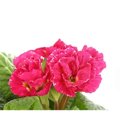 Gefüllte Primel, Verschiedene Sorten -Haus Pflanzen Welt 8261356 PR DE 005 PrimelnPrimulaGefuelltT11DehnerExpressHerzig