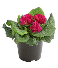 Gefüllte Primel, Verschiedene Sorten -Haus Pflanzen Welt 8261356 PR FS 002 PrimelnPrimulaGefuelltT11DehnerExpressHerzig