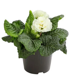 Gefüllte Primel, Verschiedene Sorten -Haus Pflanzen Welt 8261356 PR FS 003 PrimelnPrimulaGefuelltT11DehnerExpressHerzig