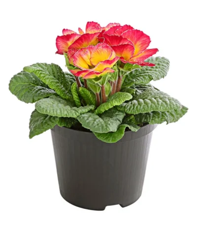 Gefüllte Primel, Verschiedene Sorten -Haus Pflanzen Welt 8261356 PR FS 004 PrimelnPrimulaGefuelltT11DehnerExpressHerzig