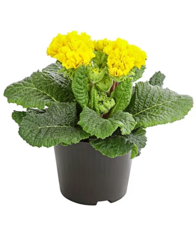 Gefüllte Primel, Verschiedene Sorten -Haus Pflanzen Welt 8261356 PR FS 006 PrimelnPrimulaGefuelltT11DehnerExpressHerzig