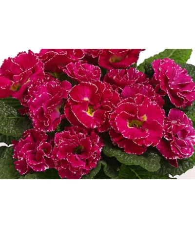 Gefüllte Primel, Verschiedene Sorten -Haus Pflanzen Welt 8261356 WE DE 001 PrimulaGefuelltPrimelT10Herzig