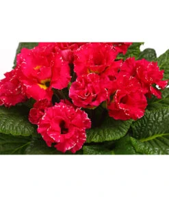 Gefüllte Primel, Verschiedene Sorten -Haus Pflanzen Welt 8261356 WE DE 002 PrimulaGefuelltPrimelT10Herzig