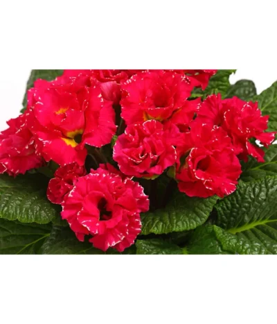 Gefüllte Primel, Verschiedene Sorten -Haus Pflanzen Welt 8261356 WE DE 002 PrimulaGefuelltPrimelT10Herzig