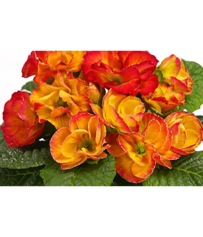 Gefüllte Primel, Verschiedene Sorten -Haus Pflanzen Welt 8261356 WE DE 003 PrimulaGefuelltPrimelT10Herzig