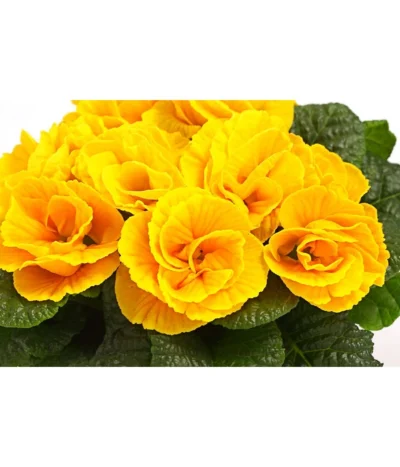 Gefüllte Primel, Verschiedene Sorten -Haus Pflanzen Welt 8261356 WE DE 004 PrimulaGefuelltPrimelT10Herzig