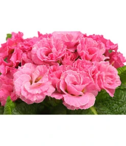 Gefüllte Primel, Verschiedene Sorten -Haus Pflanzen Welt 8261356 WE DE 005 PrimulaGefuelltPrimelT10Herzig