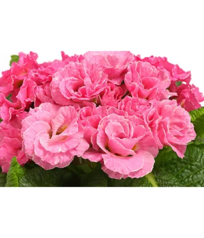 Gefüllte Primel, Verschiedene Sorten -Haus Pflanzen Welt 8261356 WE DE 005 PrimulaGefuelltPrimelT10Herzig