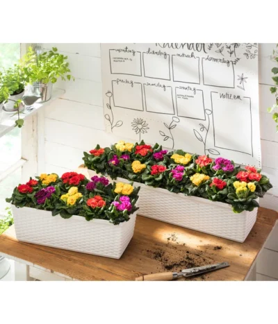 Gefüllte Primel, Verschiedene Sorten -Haus Pflanzen Welt 8261356 WE MO 001 PrimulaVulgarisT10