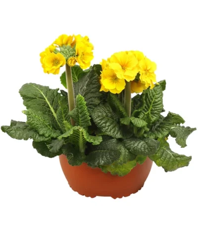 Stängelprimel, Schale