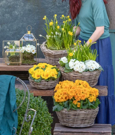 Stängelprimel, Schale -Haus Pflanzen Welt 8261463 WE MO 001 FruehlingsHighlights 1