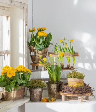 Stängelprimel, Schale -Haus Pflanzen Welt 8261463 WE MO 001 PrimulaStaengelprimel