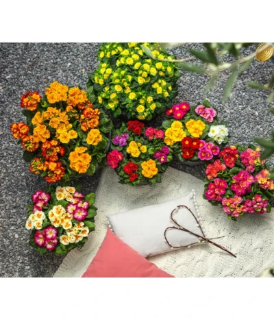 Gefüllte Primel, Verschiedene Sorten -Haus Pflanzen Welt 8261489 WE MO 001 PrimelnPrumulaVulgarisPrimelschaleRotGelbStaengelprimel