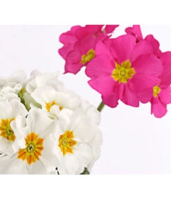 Stängelprimel-Duo, Verschiedene Farben -Haus Pflanzen Welt 8261802 PR DE 002 PrimulaStaengelprimelTwinT12DehnerHerzig