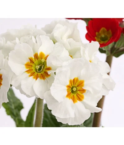 Stängelprimel-Duo, Verschiedene Farben -Haus Pflanzen Welt 8261802 PR DE 004 PrimulaStaengelprimelTwinT12DehnerHerzig