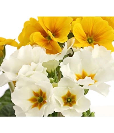 Stängelprimel-Duo, Verschiedene Farben -Haus Pflanzen Welt 8261802 PR DE 005 PrimulaStaengelprimelTwinT12DehnerHerzig