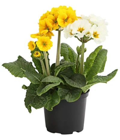 Stängelprimel-Duo, Verschiedene Farben -Haus Pflanzen Welt 8261802 WE FS 001 PrimulaStaengelprimelTwinT12