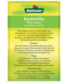 Keulenlilie 'Pink Passion' 11 Keulenlilie 'Pink Passion' -Haus Pflanzen Welt 8261828 CorylinePinkPassionEtikett2