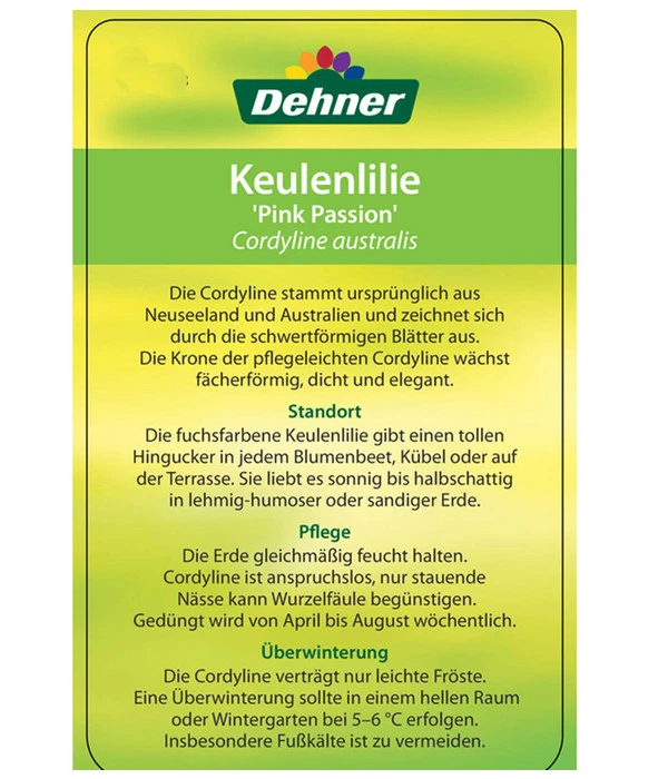 Keulenlilie 'Pink Passion' 7 Keulenlilie 'Pink Passion' – Bild 5