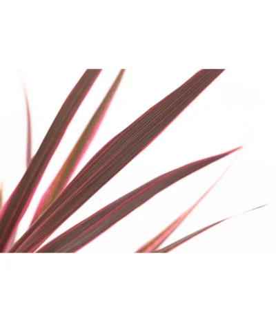 Keulenlilie 'Pink Passion' -Haus Pflanzen Welt 8261828 PR DE 001 CordylinePinkPassionDehnerExpressHerzig