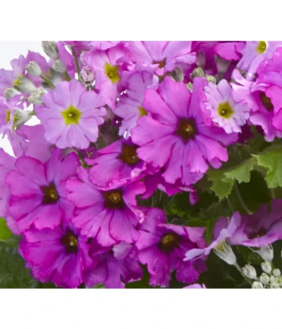 Brautprimel, Verschiedene Sorten -Haus Pflanzen Welt 8262065 PrimulaMalacoidesDetailLila UveSauer