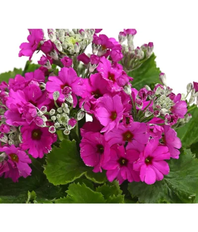 Brautprimel, Verschiedene Sorten -Haus Pflanzen Welt 8262065 WE DE 001 FliederprimelPrimulaMalacoidesT11DehnerExpressHerzig