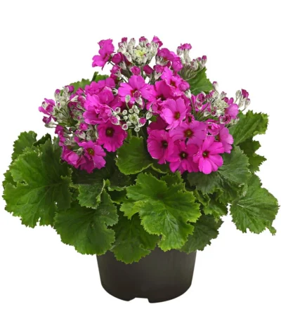 Brautprimel, Verschiedene Sorten -Haus Pflanzen Welt 8262065 WE FS 001 FliederprimelPrimulaMalacoidesT11