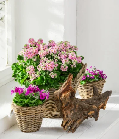 Brautprimel, Verschiedene Sorten -Haus Pflanzen Welt 8262065 WE MO 001 PrimulaMalacoidesBrautprimel Content 2021