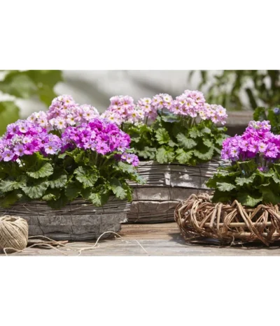 Brautprimel, Verschiedene Sorten -Haus Pflanzen Welt 8262065 WE MO 025 dehnerfruehblueherm6a04UveSauer