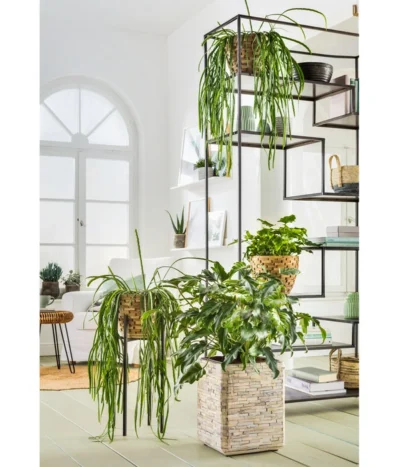 Baumfreund - Philodendron 'Little Hope' -Haus Pflanzen Welt 8262321 PR MO 001 Gruener Trend PHILODENDRON XANADOU LEPISMIUM MIX PEPEROMIA RAINDROP 8738163 8254229 1