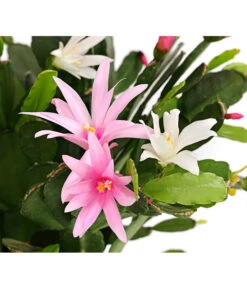 Frühlingskaktus-Duo - Hatiora X Graeseri -Haus Pflanzen Welt 8263790 PR DE 001 FruehlingskaktusThipsalisTwinT12DehnerExpressHerzig