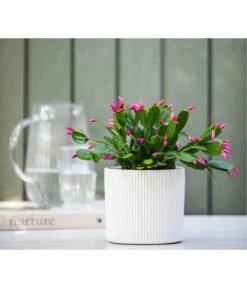 Frühlingskaktus-Duo - Hatiora X Graeseri -Haus Pflanzen Welt 8263790 WE MO 001 Rhipsalidopsis Twin T12 GC02 2022