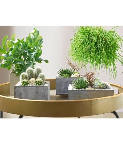 Goldtüpfelfarn - Phlebodium Aureum 'Blue Star' 9 Goldtüpfelfarn - Phlebodium Aureum 'Blue Star' -Haus Pflanzen Welt 8263832 PR MO 002 SukkulentenBild2 8253551 8263832 3266335 2149649