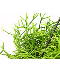 Peitschenkaktus - Rhipsalis Heteroclada, Ampel -Haus Pflanzen Welt 8263998 PR DE 001 RhipsalisHeterocladaKorallenkaktusAmpelT17DehnerExpressHerzig