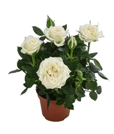 Topfrose - Rosa Chinensis, Verschiedene Sorten -Haus Pflanzen Welt 8265357 WE FS 003 RosenMixMini