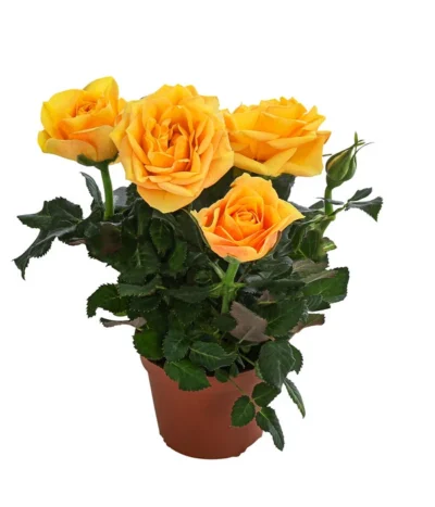 Topfrose - Rosa Chinensis, Verschiedene Sorten -Haus Pflanzen Welt 8265357 WE FS 004 RosenMixMini