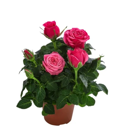 Topfrose - Rosa Chinensis, Verschiedene Sorten -Haus Pflanzen Welt 8265357 WE FS 005 RosenMixMini